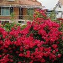 하회로 가는 펜션형민박 이미지