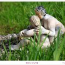 사랑의연못 이미지