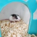 펫엔글라이더 인천점 이미지