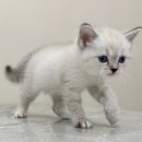 대전 고양이분양 퍼스트캣 대전점 이미지