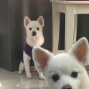 더실라인터내셔널 | 탈취제 추천 ; 레어 올인원 악취 제거 강아지 화장실 배변냄새 탈취제 데오스프레이