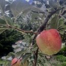 능금농장 이미지