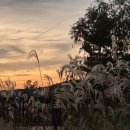 강동조정경기장입구 | [공지] 용인 기흥호수공원 조정경기장 황화코스모스 가을 나들이 추천