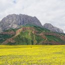 Erysimum flavum 이미지