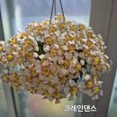 님프