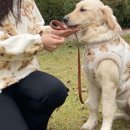 댕블리스 이미지