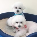 보라애견미용실 이미지