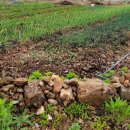 사남매농장2 이미지