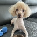 언니네 애견샵 이미지