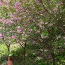 연기면_원수산MTB공원 네이버블로그
