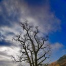 은행나무 이미지