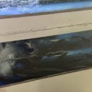 성문민물장어 이미지