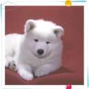 닥터훈트 이미지