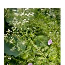 도새울마을 이미지