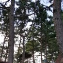 솔꽁펜션 | 전남여행 추천 신안 솔꽁펜션에서 연휴 보냈어요.