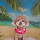 김포24시힐동물의료센터 이미지