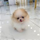 강아지분양 꽃강아지 중랑점 | 중랑구강아지분양 꽃강아지중랑점 강아지분양 정보 총정리