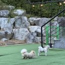 토실이네 애견 이미지