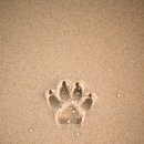 댕댕이와냥이 이미지