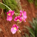 밀토니아(miltonia)