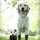 대한동물병원 이미지