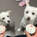 펫츠까까 이미지