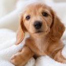 좋은강아지 이미지