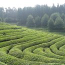보성운해녹차 이미지