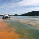 완도17호 이미지