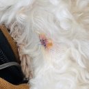 평촌나무동물병원 이미지