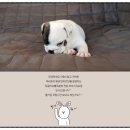 피스켄넬 이미지