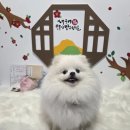 멍다방 | 충북 음성 강아지와 가기좋은 멍다방, N번째 내돈내산 방문후기