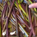 제주곶자왈별장 이미지