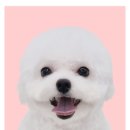 Mr.독 이미지