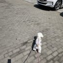 몽마르쉐 이미지