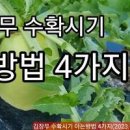 김장무 수확 시기와 저장하기 이미지