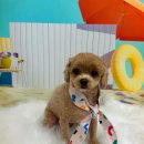 예쓰멍! 이미지