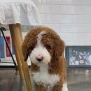 마리켄넬 24시강아지분양 애견분양 애견샵 이미지