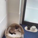 함께냥 대전점 이미지