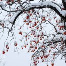 24절기 세시풍속 &#34;소설(小雪)&#34; 이미지