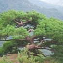 흙과소나무 이미지