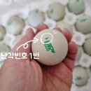 통일청란 이미지