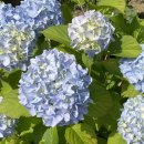 곰바위가든 이미지