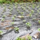 삿갓농장 이미지