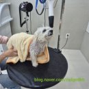 다솜애견 이미지