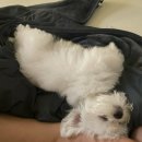 군산바다유치원 | 우리집 강아지 제리🐶 갓기 시절🍼 톺아보기