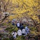 3/14~15/어부의만찬 1박3식과 봄맛여행 화엄사흑매화와 구례산수유축제 이미지