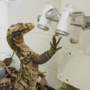 손수의과 가축인공수정소 | KBS 환경스페셜 은밀한 거래 희귀동물 출연 후기 : 멸종위기종 사육과 브리더가 가야할 길