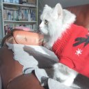 김완두 ootd 모음, 고양이 코스튬 추천, 고양이 스카프