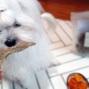 얌얌하개 이미지